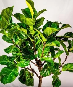 Garden Goods Direct Bambino Fiddle Leaf Fig Tree 6 Garden Goods Direct Bambino Fiddle Leaf Fig Tree
