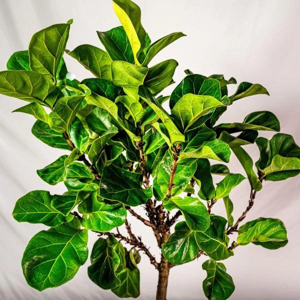 Garden Goods Direct Bambino Fiddle Leaf Fig Tree 3 Garden Goods Direct Bambino Fiddle Leaf Fig Tree