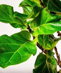 Garden Goods Direct Bambino Fiddle Leaf Fig Tree 7 Garden Goods Direct Bambino Fiddle Leaf Fig Tree