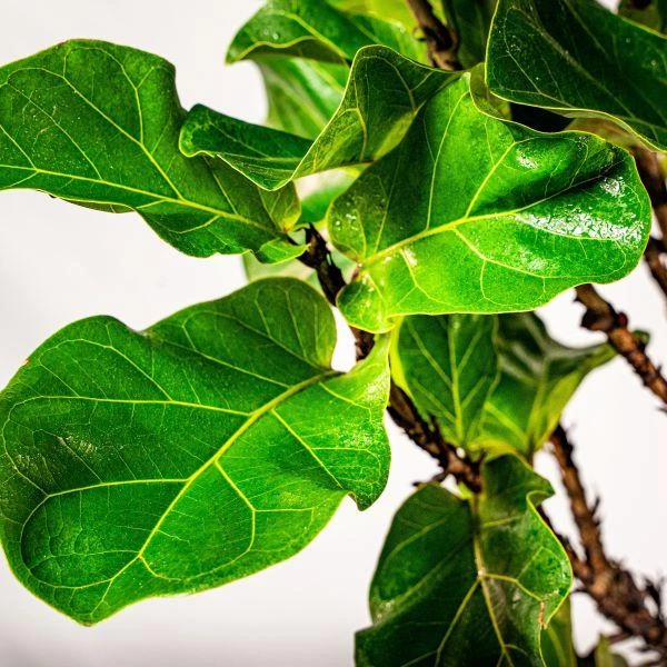 Garden Goods Direct Bambino Fiddle Leaf Fig Tree 4 Garden Goods Direct Bambino Fiddle Leaf Fig Tree