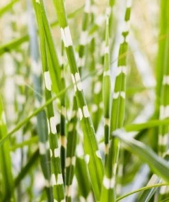 Garden Goods Direct Perennials Little Zebra Grass