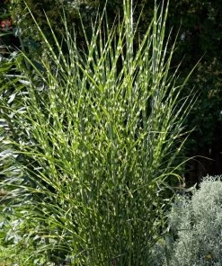 Garden Goods Direct Perennials Little Zebra Grass