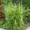 Garden Goods Direct Perennials Little Zebra Grass