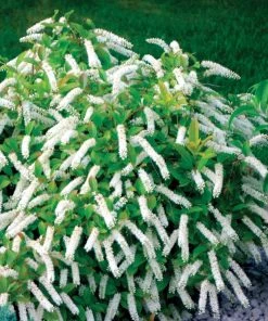 Garden Goods Direct Proven Winners® Color Choice® Itea Little Henry