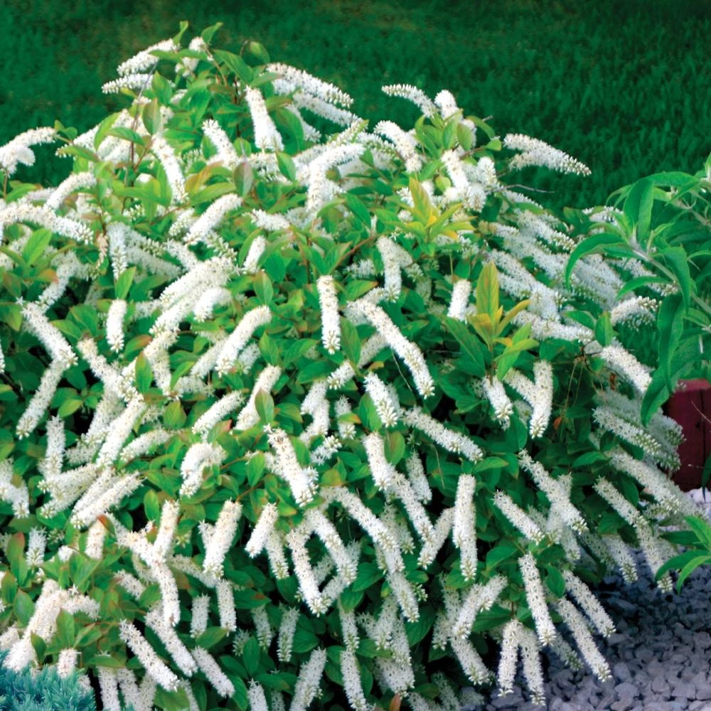 Garden Goods Direct Proven Winners® Color Choice® Itea Little Henry 1 Garden Goods Direct Proven Winners® Color Choice® Itea Little Henry