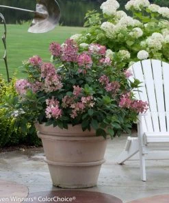 Garden Goods Direct Shrubs Proven Winners® Color Choice® Little Quick Fire® Hydrangea 7 Garden Goods Direct Shrubs Proven Winners® Color Choice® Little Quick Fire® Hydrangea