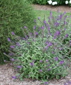 Garden Goods Direct Proven Winners® Color Choice® Lo & Behold 'Blue Chip Jr.' Butterfly Bush Shrubs