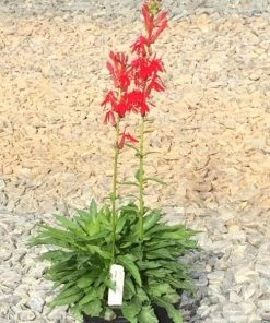 Garden Goods Direct Cardinal Flower