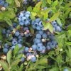 Garden Goods Direct Fruit & Nut Low Bush Blueberry Bushes
