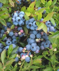 Garden Goods Direct Fruit & Nut Low Bush Blueberry Bushes