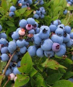 Garden Goods Direct Fruit & Nut Low Bush Blueberry Bushes