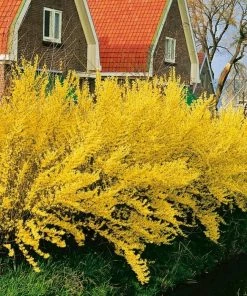 Garden Goods Direct Lynwood Gold Forsythia Shrubs
