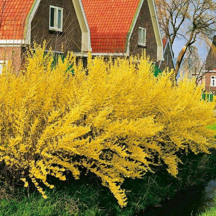 Garden Goods Direct Lynwood Gold Forsythia Shrubs 2 Garden Goods Direct Lynwood Gold Forsythia Shrubs