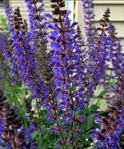 Garden Goods Direct Perennials May Night Salvia