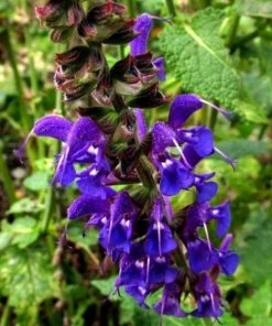 Garden Goods Direct Perennials May Night Salvia