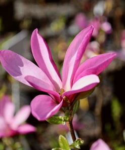 Garden Goods Direct Trees Jane Magnolia