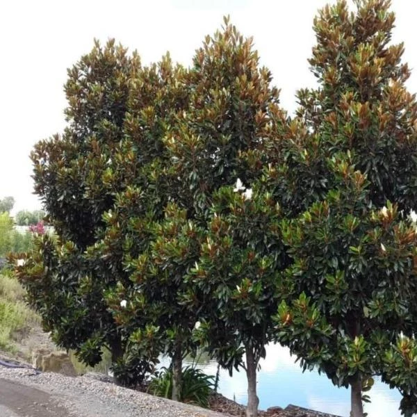 Garden Goods Direct Little Gem Magnolia 3 Garden Goods Direct Little Gem Magnolia