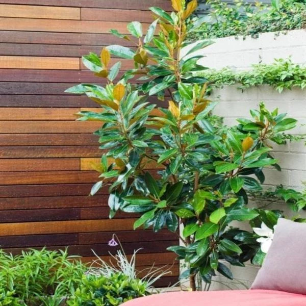 Garden Goods Direct Little Gem Magnolia 4 Garden Goods Direct Little Gem Magnolia