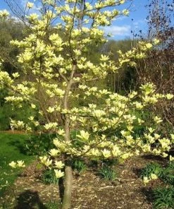 Garden Goods Direct Trees Magnolia Butterflies