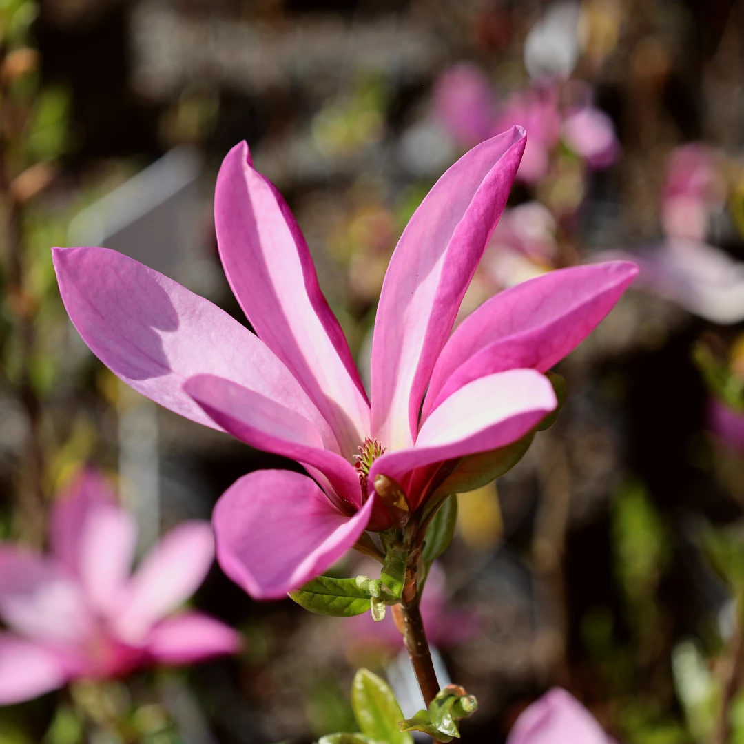 Garden Goods Direct Trees Jane Magnolia 1 Garden Goods Direct Trees Jane Magnolia