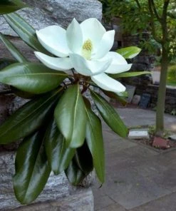 Garden Goods Direct Edith Bogue Magnolia Trees