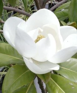 Garden Goods Direct Edith Bogue Magnolia Trees