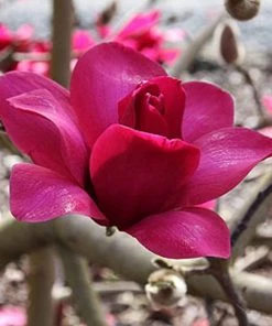 Garden Goods Direct Magnolia Pink Pyramid Trees