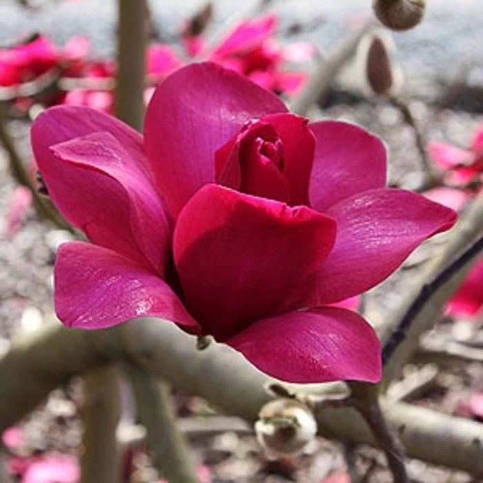 Garden Goods Direct Magnolia Pink Pyramid Trees 1 Garden Goods Direct Magnolia Pink Pyramid Trees