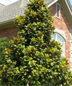 Garden Goods Direct Teddy Bear Magnolia