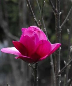 Garden Goods Direct Magnolia Pink Pyramid Trees