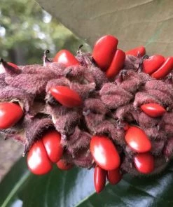 Garden Goods Direct Edith Bogue Magnolia Trees