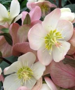 Garden Goods Direct Helleborus Mahogany Snow Perennials