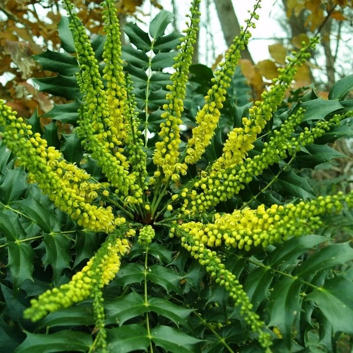 Garden Goods Direct Mahonia Winter Sun 2 Garden Goods Direct Mahonia Winter Sun
