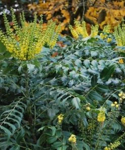 Garden Goods Direct Mahonia Winter Sun