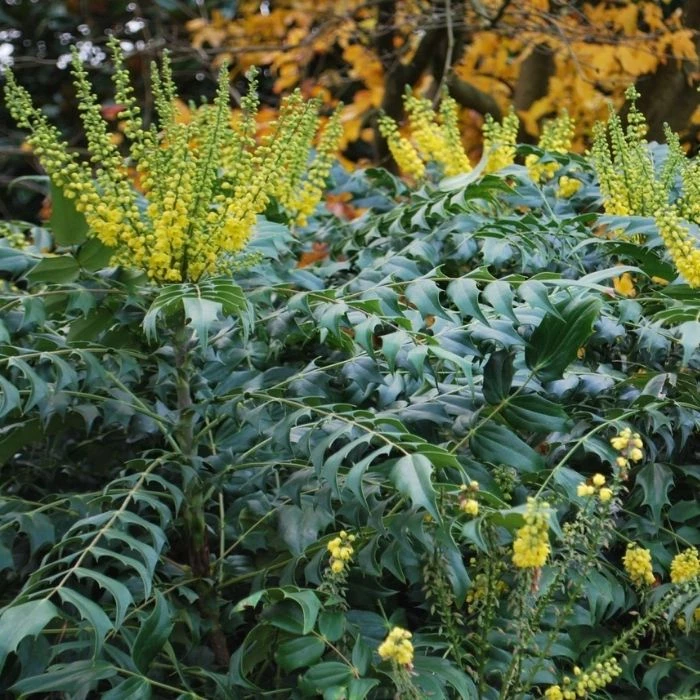 Garden Goods Direct Mahonia Winter Sun 1 Garden Goods Direct Mahonia Winter Sun