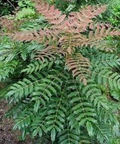 Garden Goods Direct Mahonia Winter Sun 5 Garden Goods Direct Mahonia Winter Sun