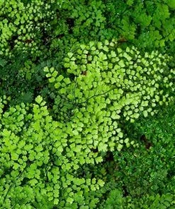 Garden Goods Direct Maidenhair Fern