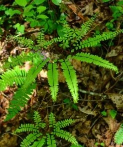 Garden Goods Direct Maidenhair Fern