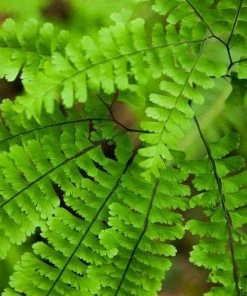 Garden Goods Direct Maidenhair Fern