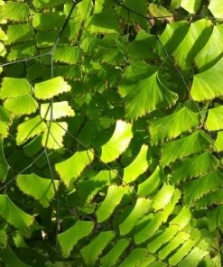 Garden Goods Direct Maidenhair Fern