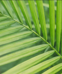 Garden Goods Direct Majesty Palm House Plants