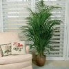 Garden Goods Direct Majesty Palm House Plants