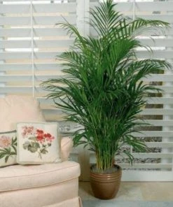 Garden Goods Direct Majesty Palm House Plants