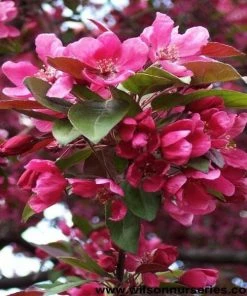 Garden Goods Direct Profusion Crabapple Trees