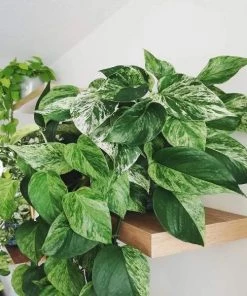 Garden Goods Direct Marble Queen Pothos