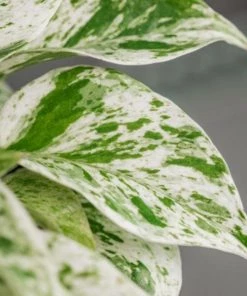 Garden Goods Direct Marble Queen Pothos