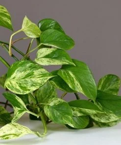 Garden Goods Direct Marble Queen Pothos