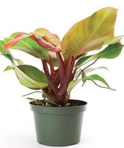 Garden Goods Direct House Plants Philodendron McColley's Finale