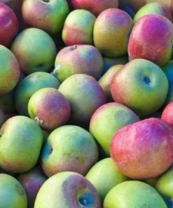 Garden Goods Direct McIntosh Apple Tree Trees 7 Garden Goods Direct McIntosh Apple Tree Trees