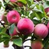 Garden Goods Direct McIntosh Apple Tree Trees